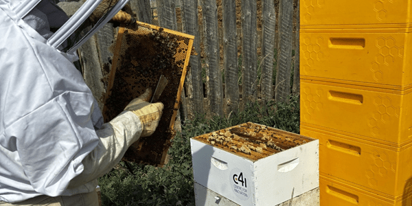 A beekeeper scrapes honeycomb from a beehive