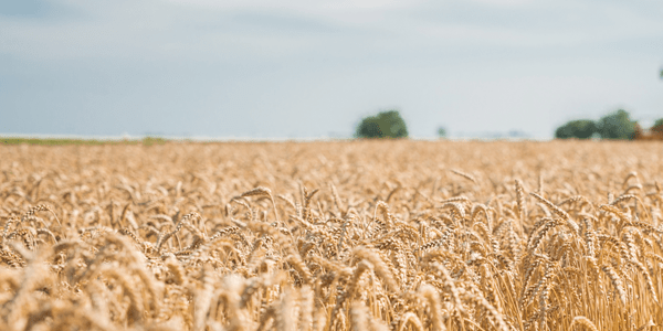 A close-up of wheat in a wheat field